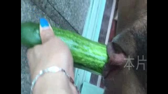 (续）女er在阳台用黄瓜插骚逼插出尿尿 
