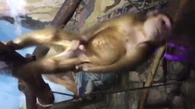好色猴子自慰 