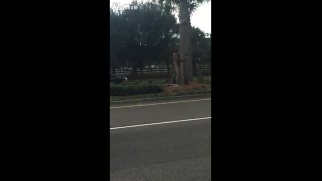 黑人幹樹頭 