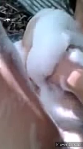 農村少婦露天洗澡